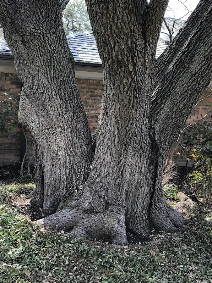Mature heritage tree close to a Bristol property cared for by certified arborists